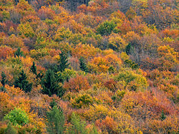 Forêt mixte. Crédit photo : wikipédia